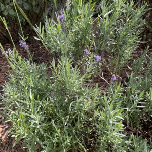 Lavender plant with small purple flowers