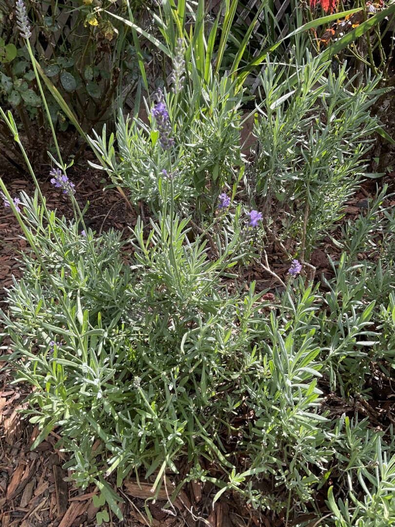 Lavender plant with small purple flowers